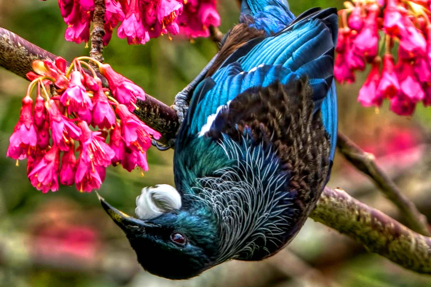 Tui (native bird) feeding on spring blossom nectar, New Zealand