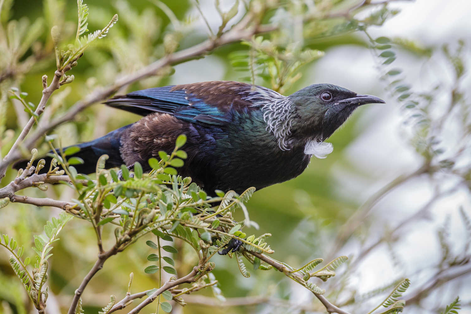 Tui perched on Kowhai tree, Auckland, North Island, New Zealand. September.