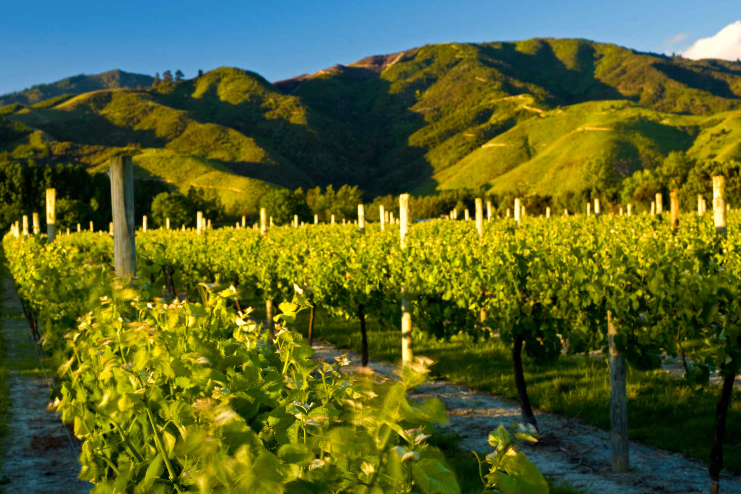 Vineyards near Blenheim, Marlborough, South Island, New Zealand
