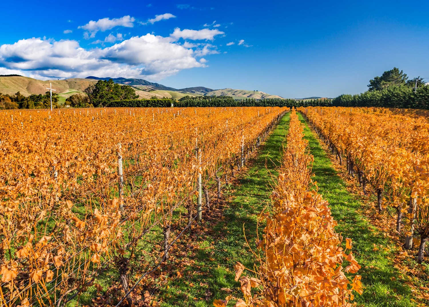 Visit Martinborough on a trip to New Zealand @Audley Travel