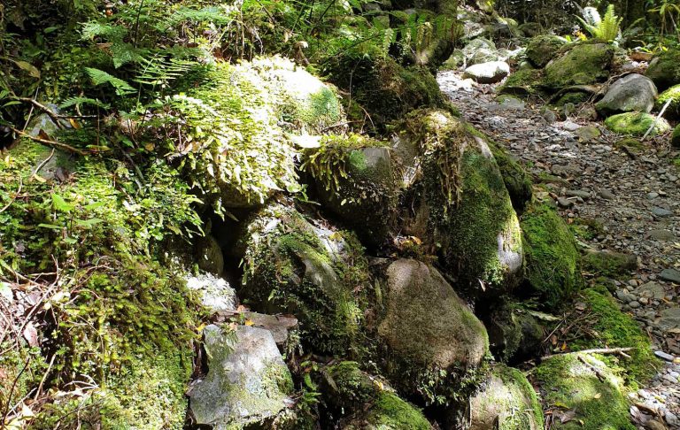 West Coast, gold trail walks past tailings (sluiced rocks) 19thc heritage South Island, New Zealand