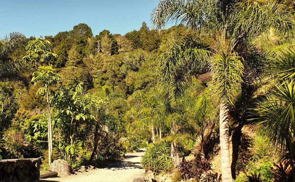 Whangarei Quarry ferms and palms walkway, New Zealand
