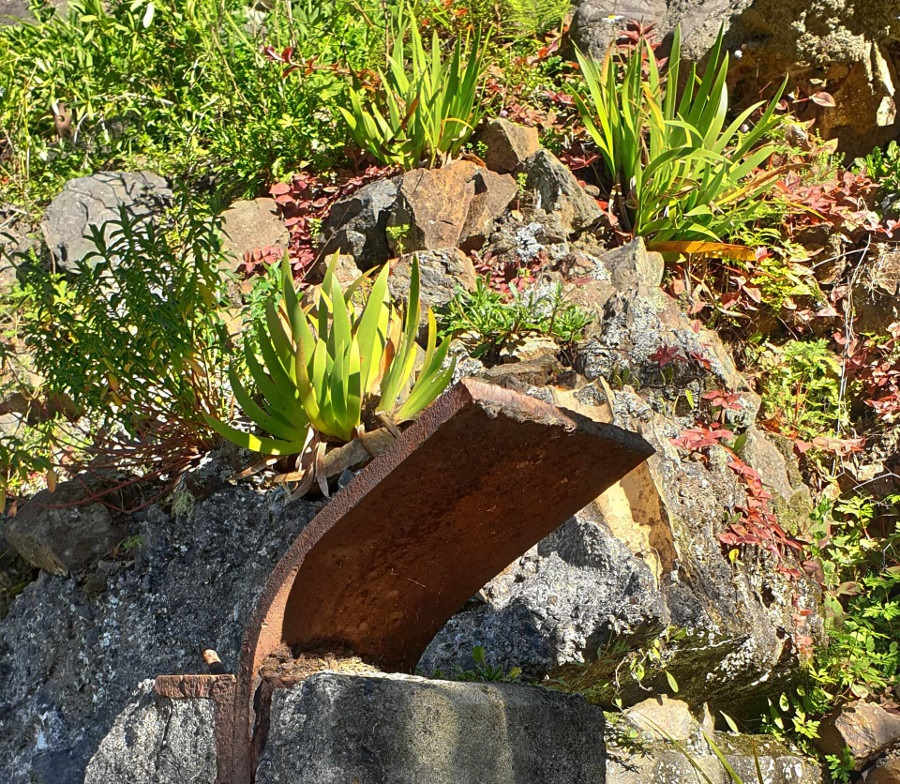 Whangarei Quarry succulents contrast with steel from former life, New Zealand