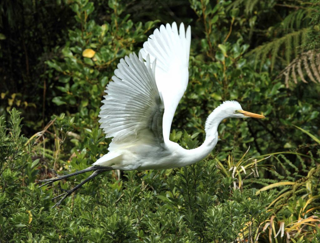 White heron, Whataroa, New Zealand