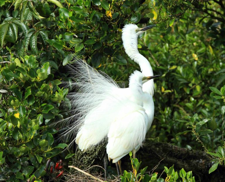 Egret colony at Whataroa New Zealand