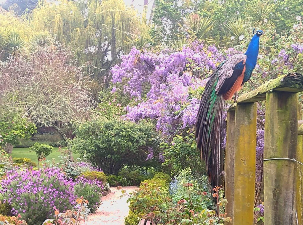 Katikati Bird Gardens, New Zealand @Katikati.Bird.Gardens