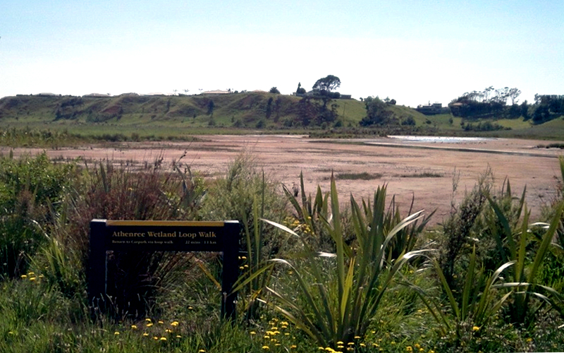 Athenree Wetland Loop Walk, New Zealand @Western Bay of Plenty District Council