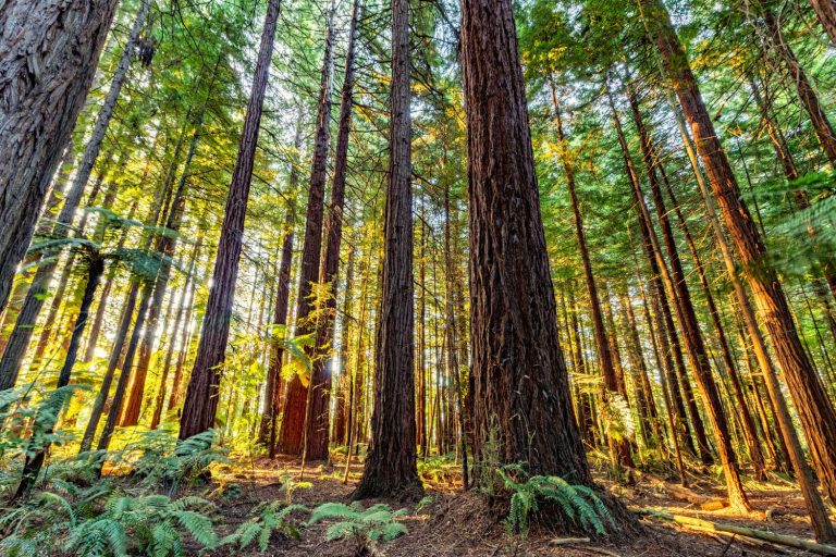 The Rotorua redwood trees in New Zealand