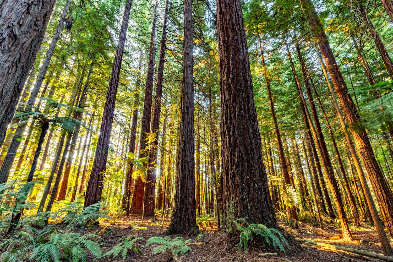 The Rotorua redwood trees in New Zealand, Bay of Plenty, North Island
