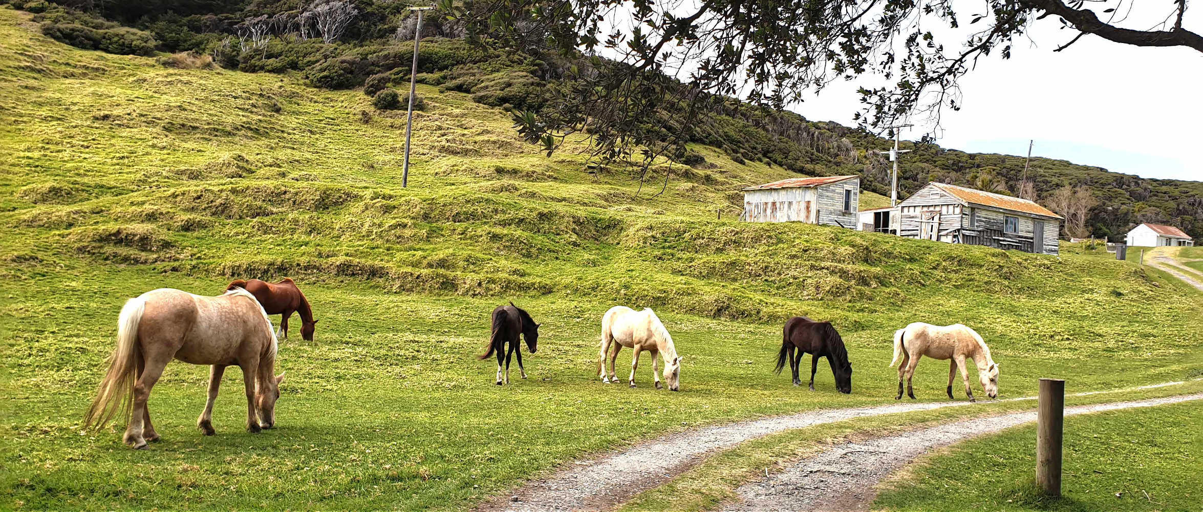 East Cape Lighthouse walk entrance with wild horses deciding where to graze next, New Zealand