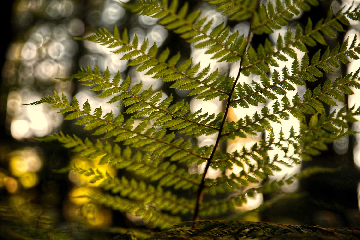 Fern undergrowth Redwood forest Rotorua, New Zealand