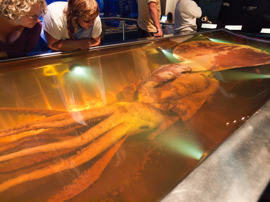 Giant Squid, Te Papa Museum, Wellington, Wellington, New Zealand @Russell Reed