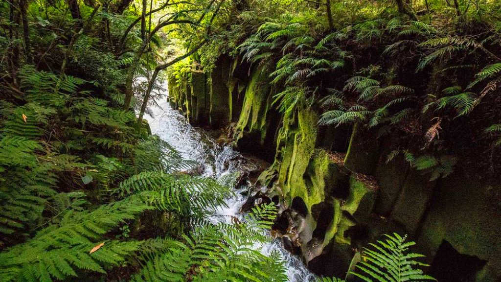 H Tree Track, Whirinaki Te Pua-a-Tāne Conservation Park, New Zealand @Freedom Mobility Ltd