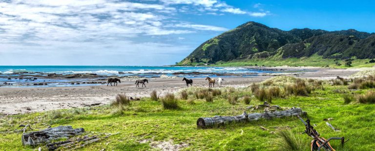 Hicks Bay beach with local inhabitants, wild horses, New Zealand
