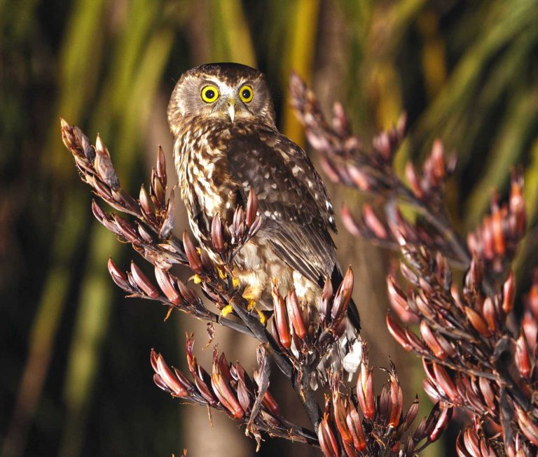 Morepork, New Zealand native owl on flax bushes
