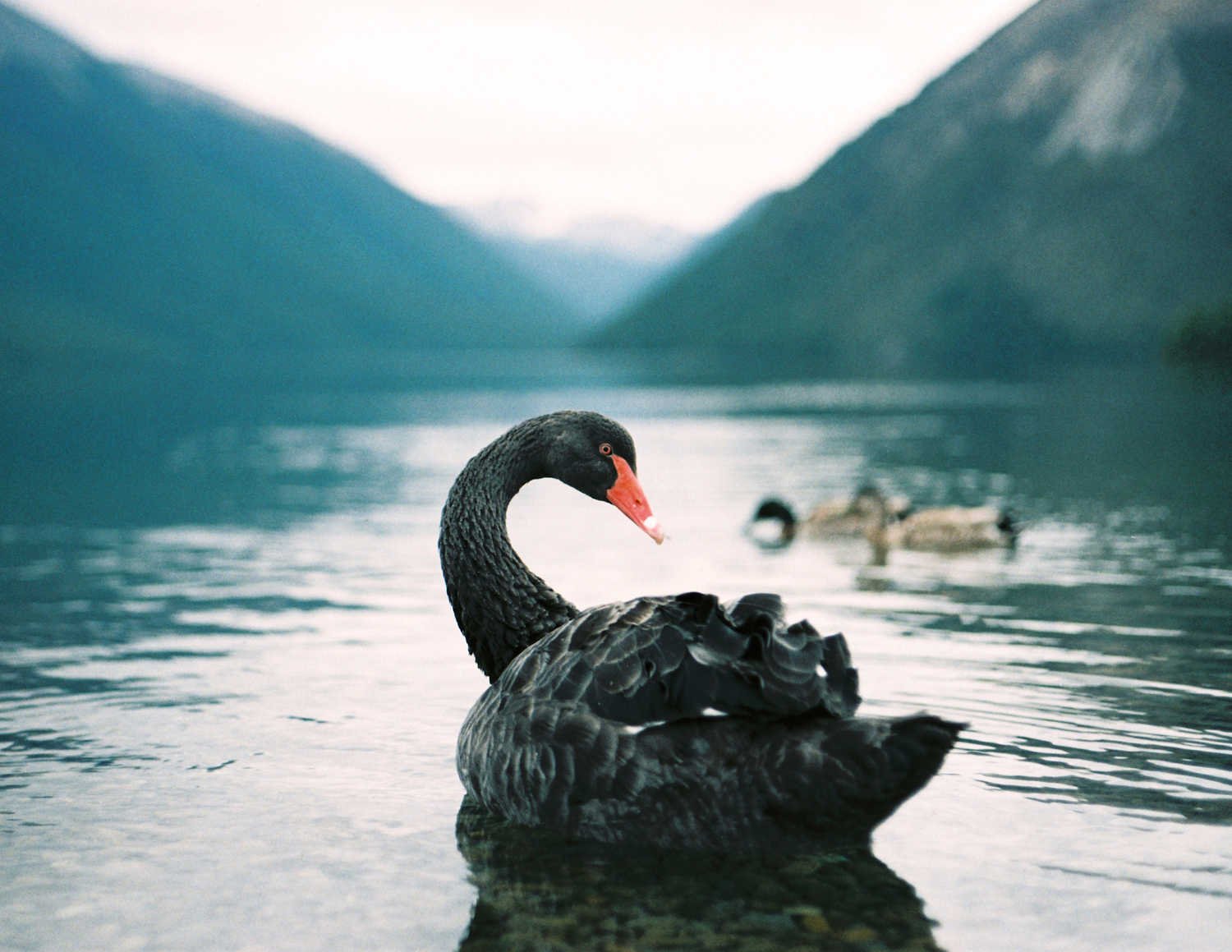 A black swan floats on Lake Rotoiti. Photo taken with a Minolta SR-2 at 50mm. The black gradient on the left is a result of the mechanical shutter.