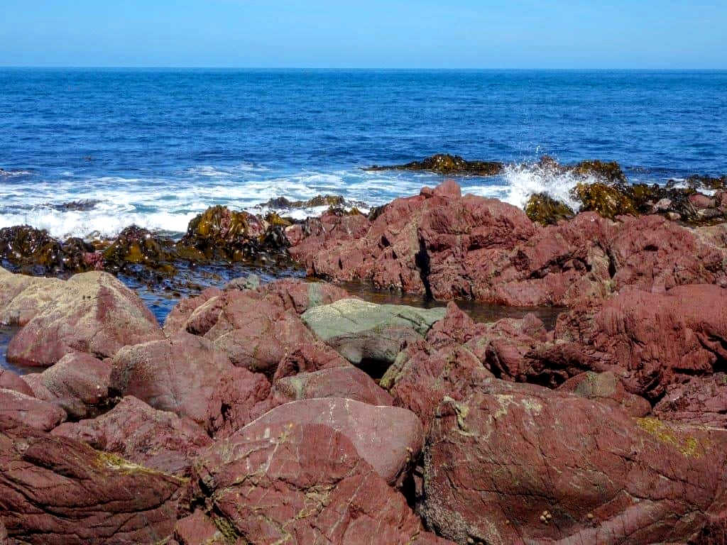 New Zealand Red Rocks Shoreline, Wellington @nomadasaurus
