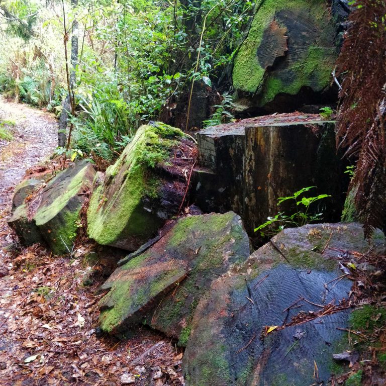 Opepe abandoned logs, New Zealand