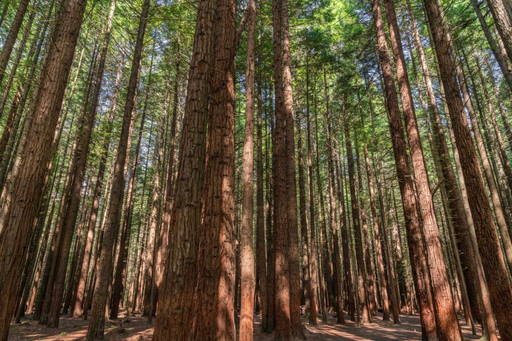 Redwoods Rotorua, New Zealand