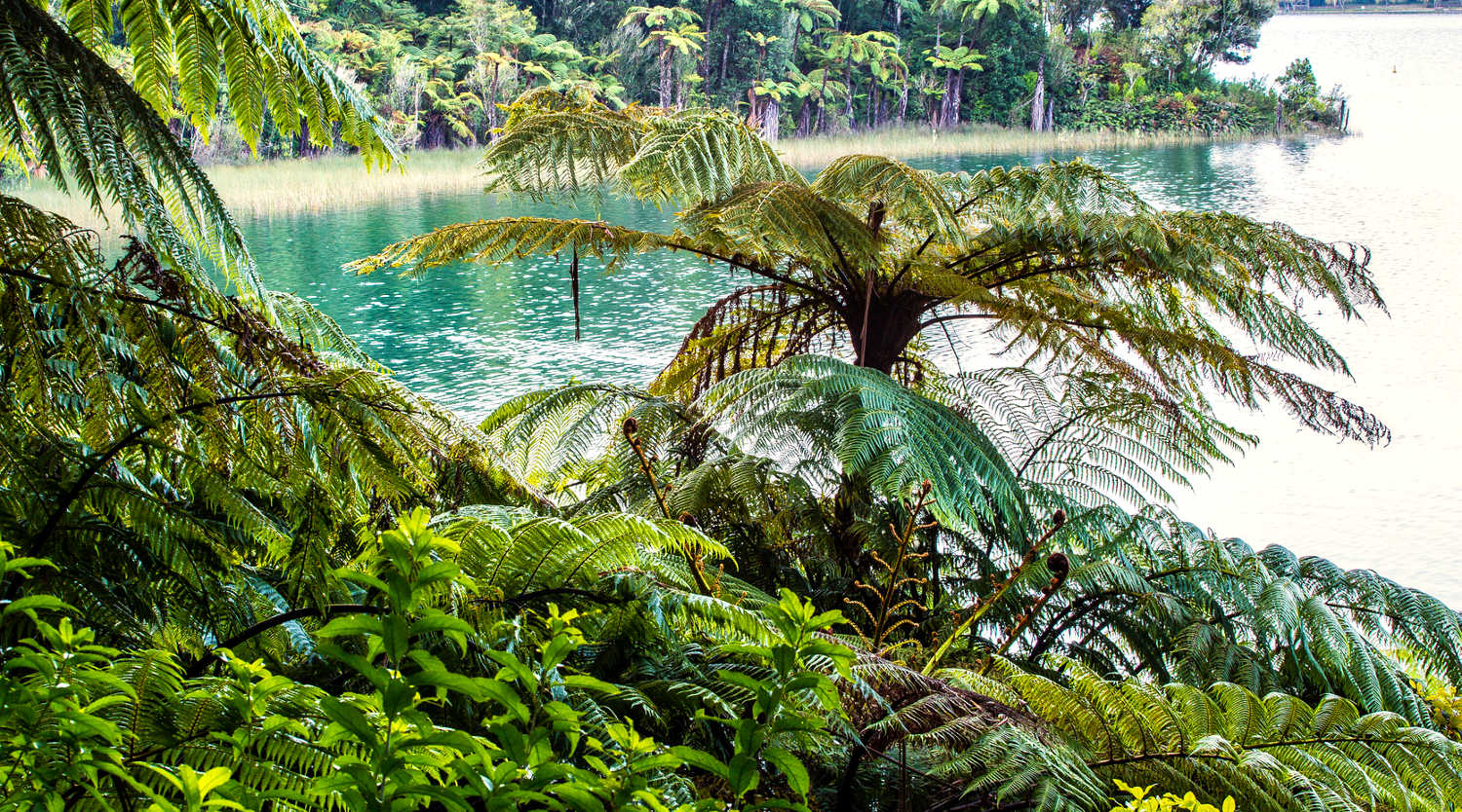 Views from the Blue lake scenic walk in Rotorua, New Zealand