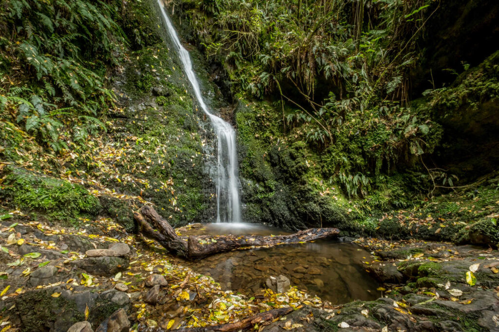 Acland Falls in the Peel Forest Park Scenic Reserve near Geraldine in the Canterbury region of South Island of New Zealand