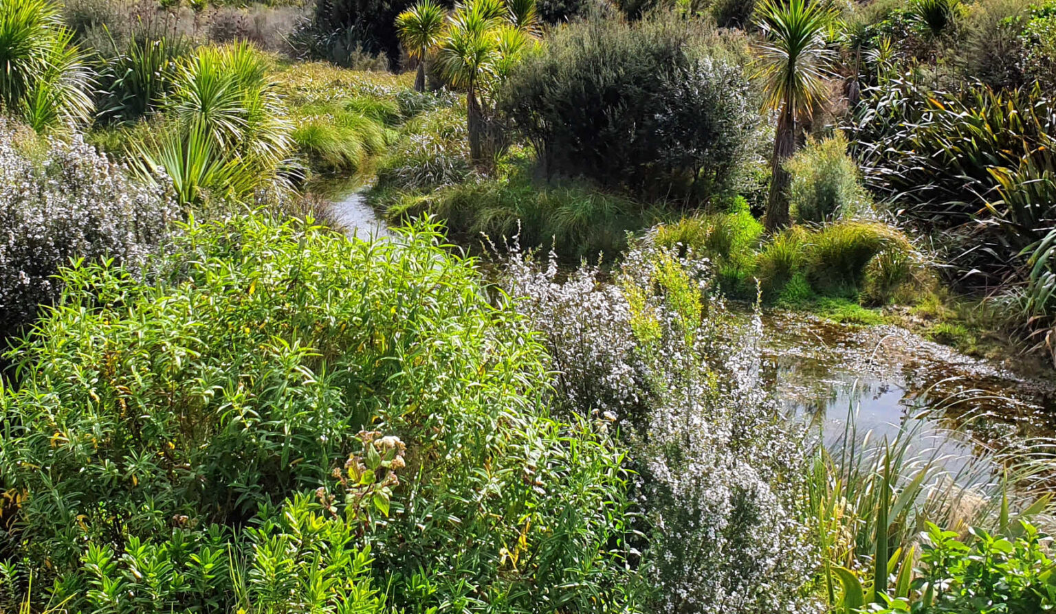 Cape Brett walk regenerating bush, Rawhiti, New Zealand