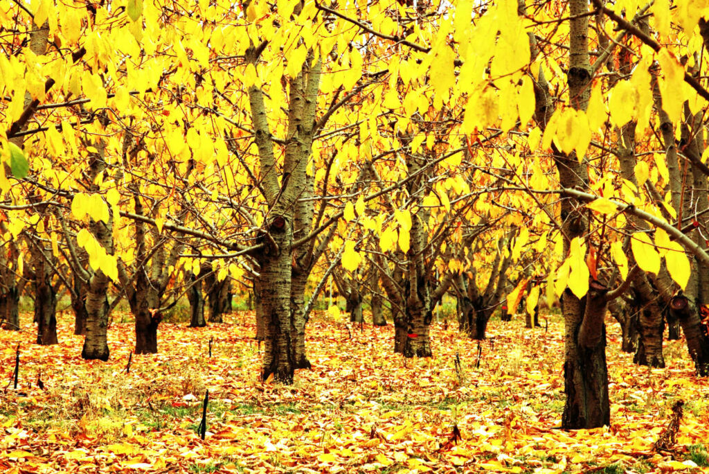 Christchurch, New Zealand Hagley Park in autumn, NZ