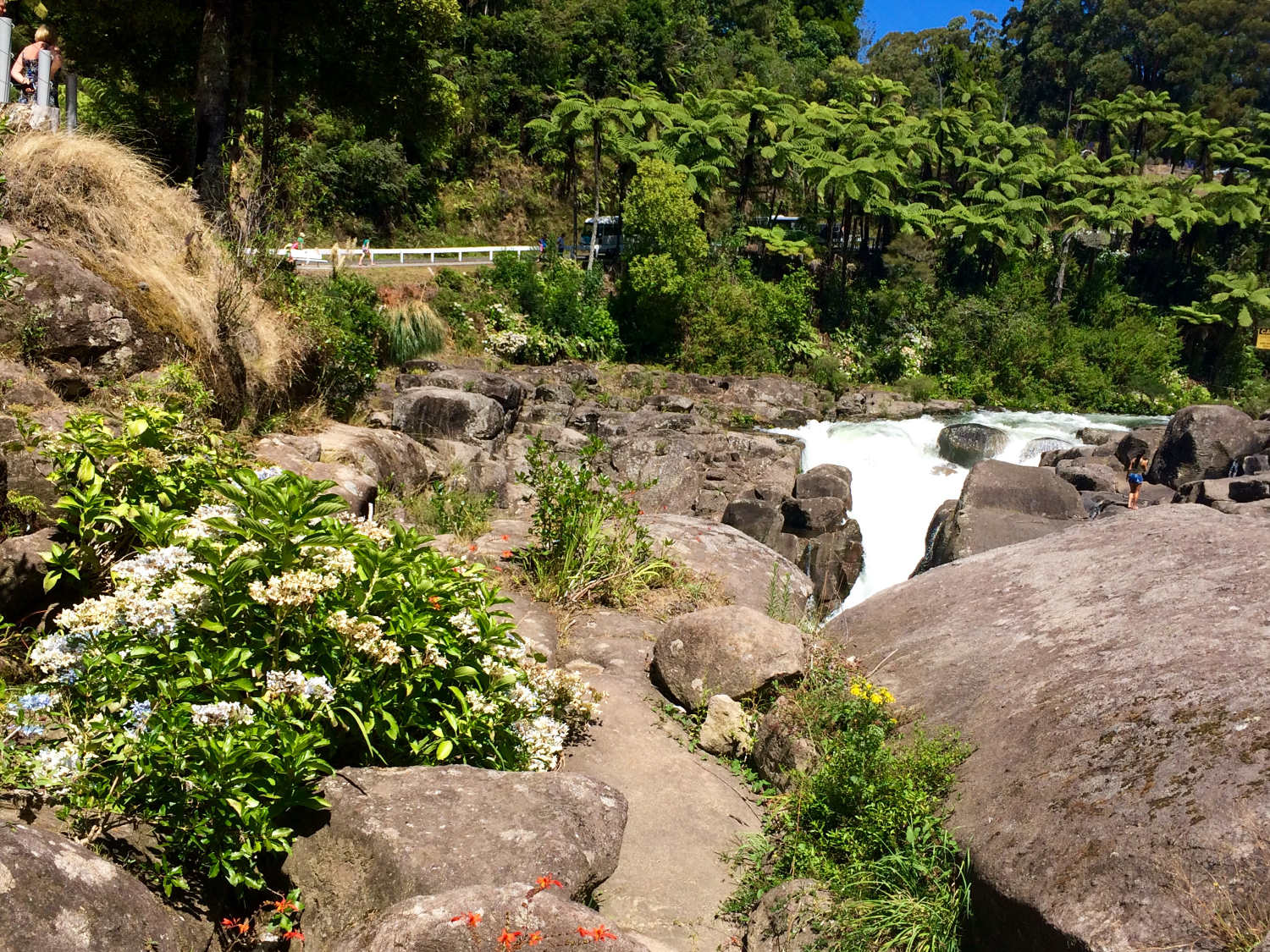 McLaren Falls, Tauranga, New Zealand @Robin Mainieri