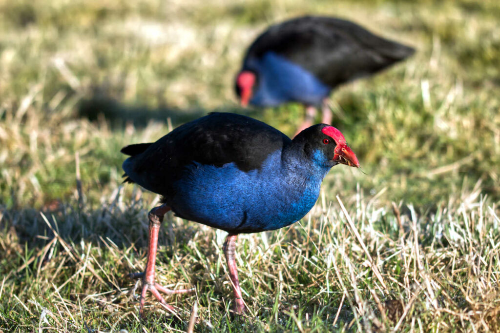 NZ birds, Pukeko birds, Travis Wetland, Christchurch, New Zealand