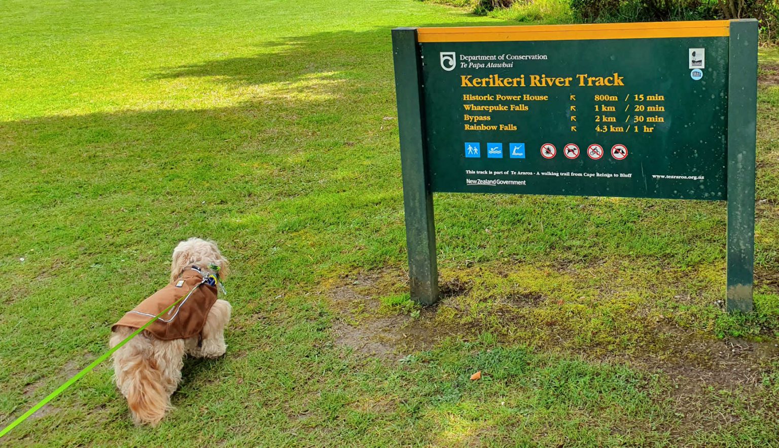 NZtravel dog in Kerikeri, New Zealand