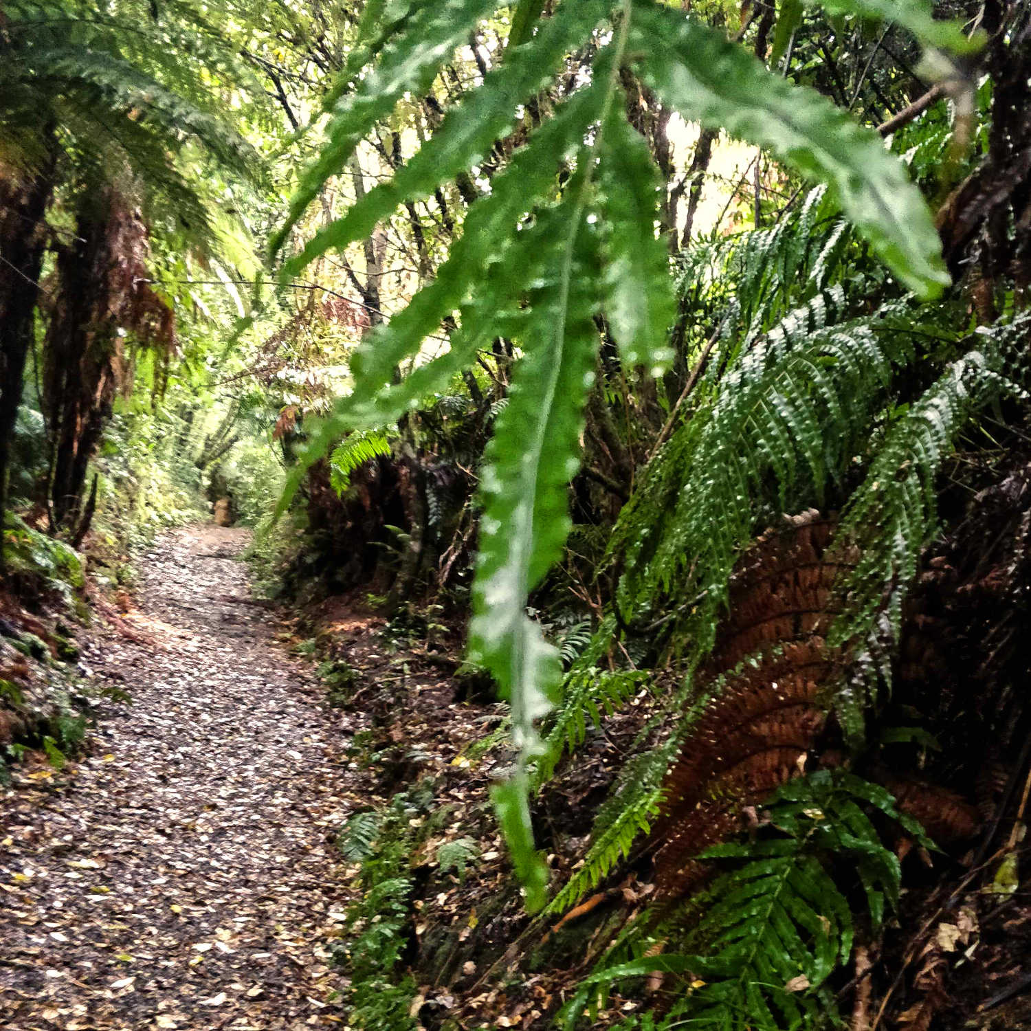 Opepe Reserve walking track, New Zealand