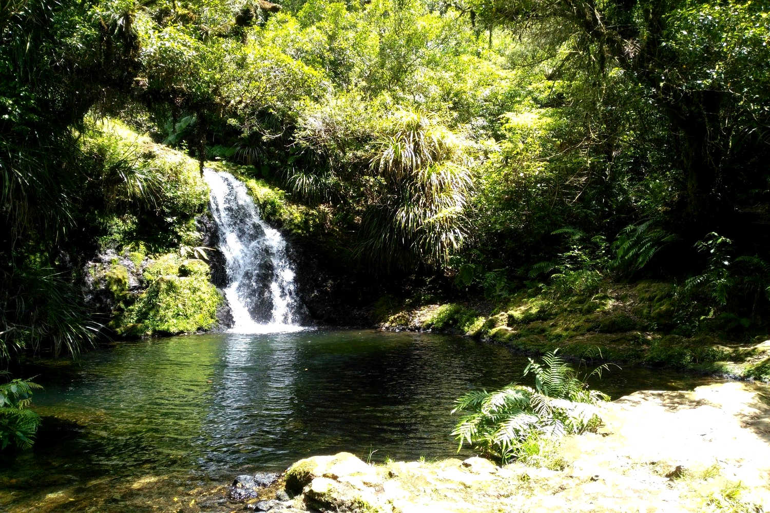 Otanewainuku Forest @Explore Tauranga