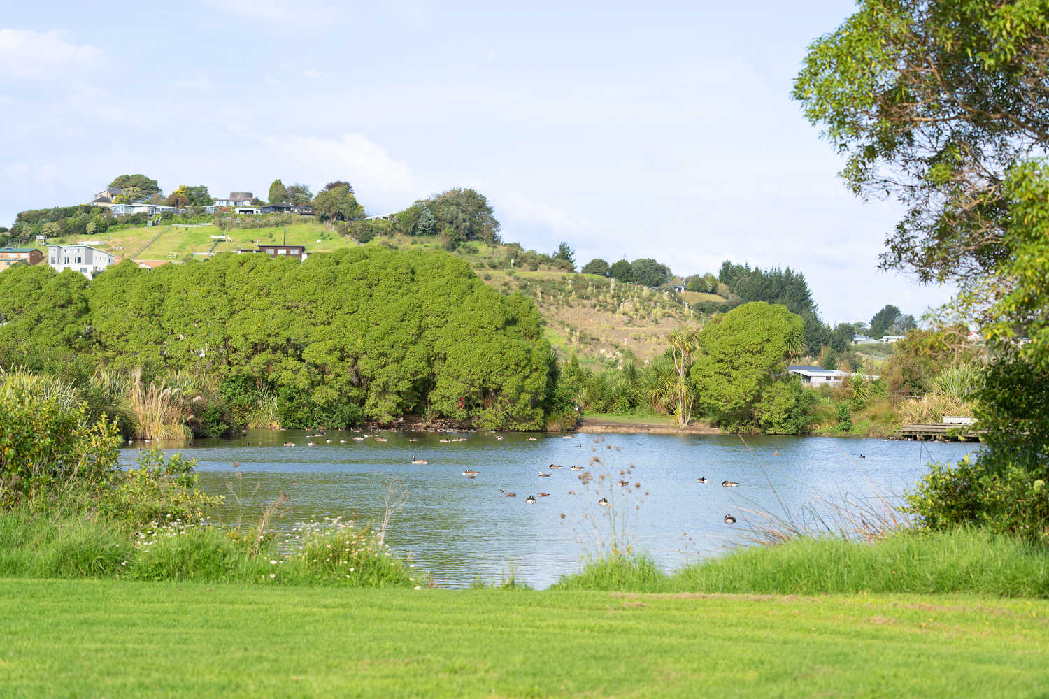 Pond with wildlife in Gordon Carmichael Reserve, Tauranga, New Zealand