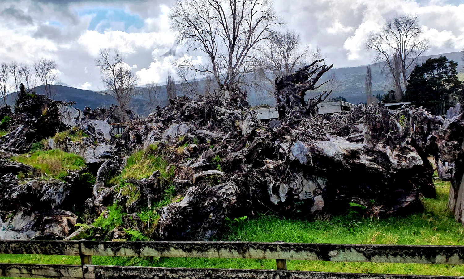 Swamp kauri ready for the saw, New Zealand