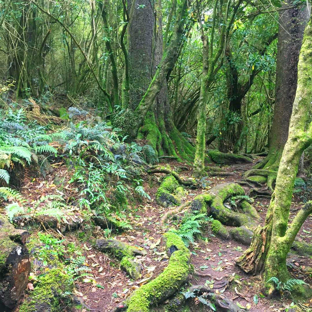 Talbot Forest bushwalk, New Zealand @kez_nut