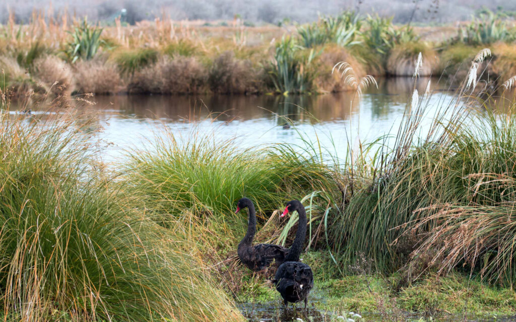Wild Black Swans, Travis Wetland Christchurch New Zealand