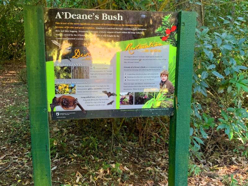 A'Deane's Bush, New Zealand @HawkesBayNZ