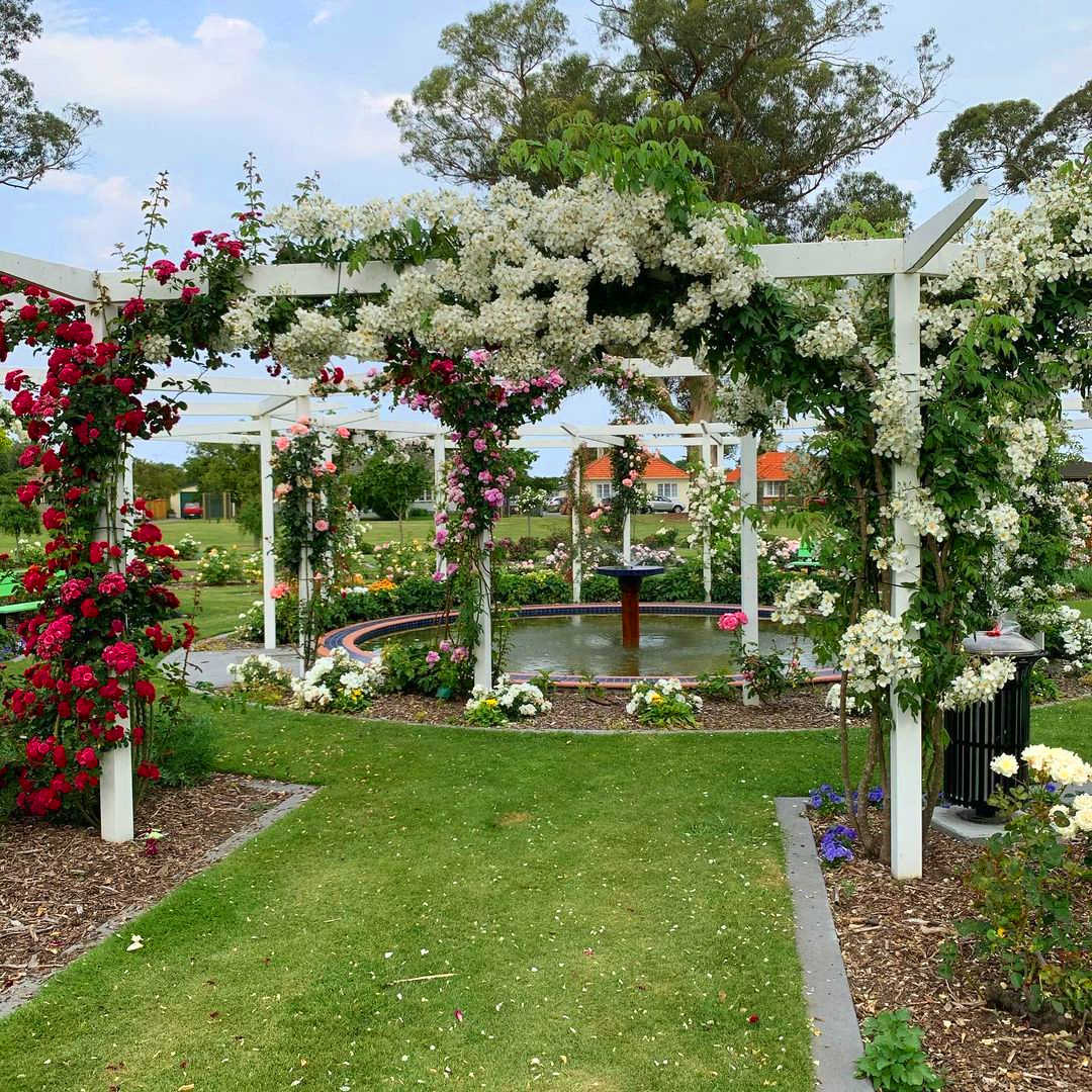 Kennedy Park Rose Garden, Napier, New Zealand @lindyloumac
