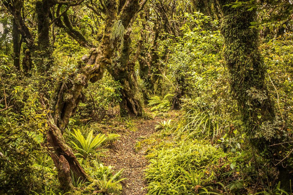 Goblin forest in Taranaki, New Zealand