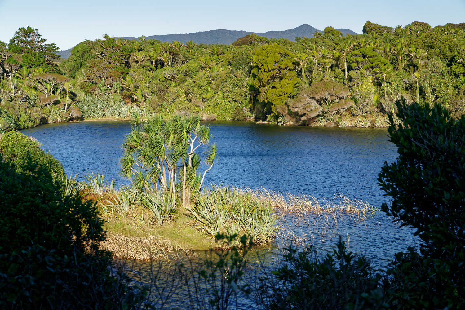 Cabbage trees at the first of the Kaihoka Lakes, Golden Bay, New Zealand