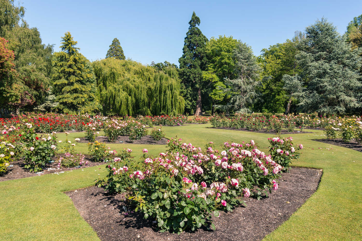 Rose garden in Pollard Park in Blenheim, New Zealand