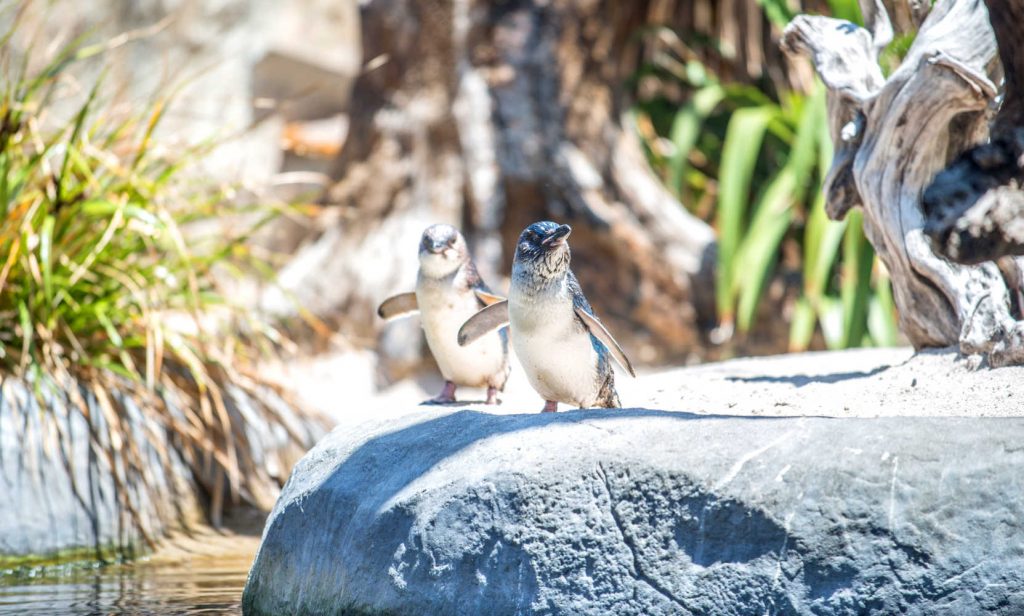 The Fairy penguin (or Blue penguin) in National aquarium of New Zealand. This species is the smallest penguin in the world.