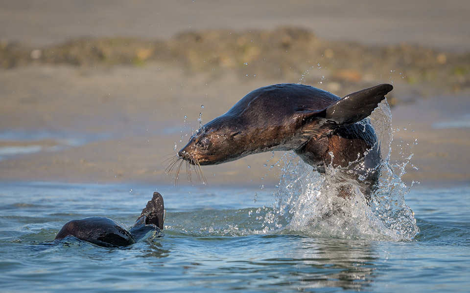 Wharariki fur seals, Nelson, New Zealand @Tony Whitehead wildlight.co.nz
