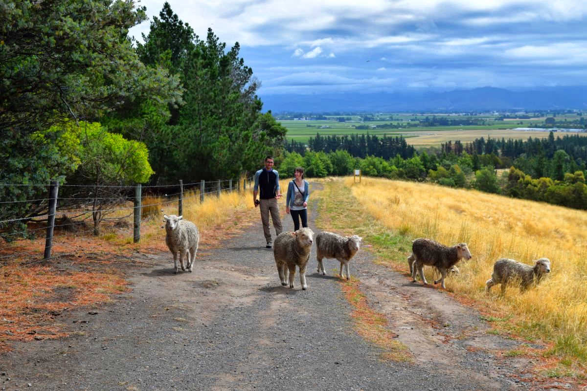Wither Hills Farm Park Walks in Blenheim, Marlborough, New Zealand @NZ Pocket Guide