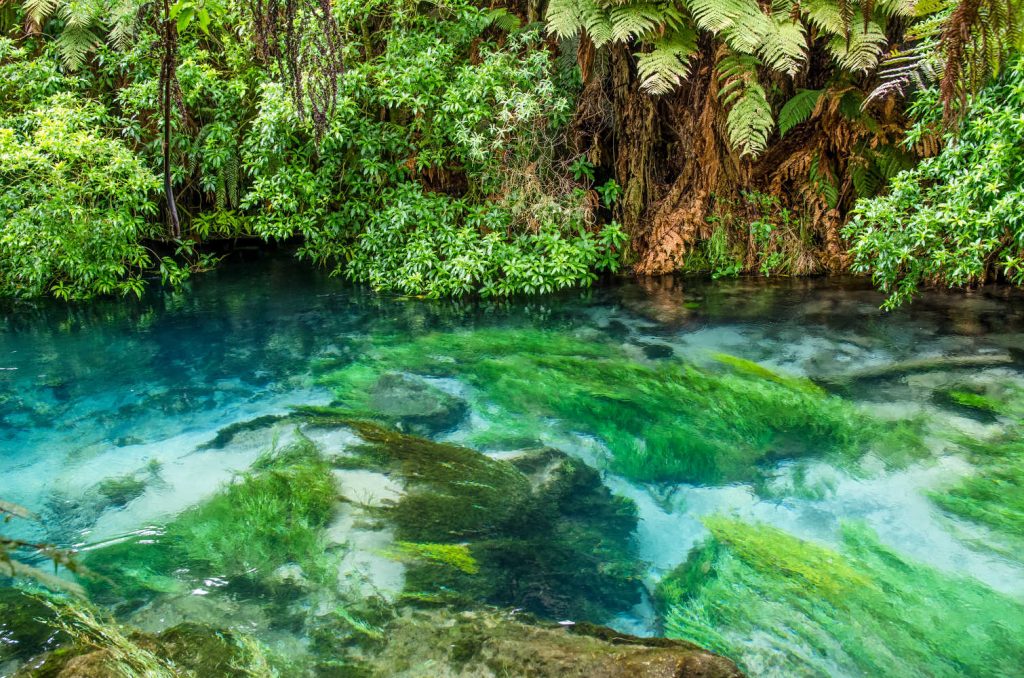 Blue Spring which is located at Te Waihou Walkway, New Zealand