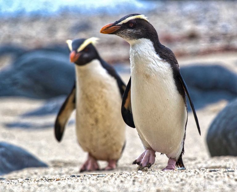 Fiordland Crested penguin, tawahi, Munro beach, West Coast, New Zealand