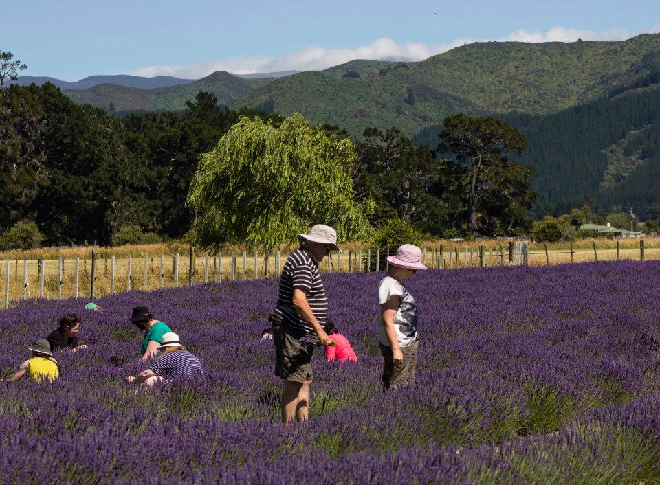 Pick Your Own Lavender, Carterton, New Zealand @LavenderAbbey