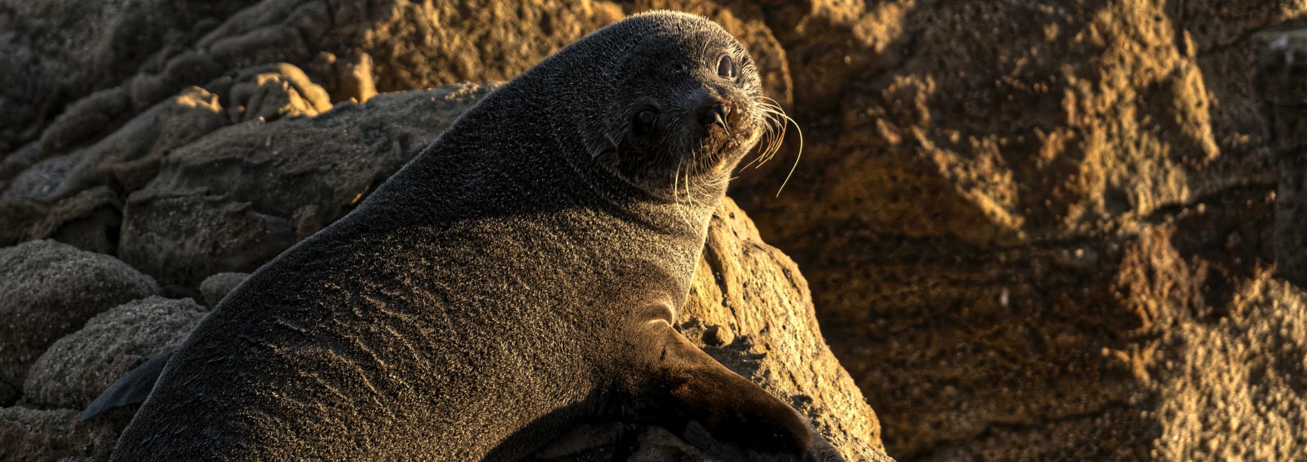 Red Rocks NZ Fur Seal, New Zealand