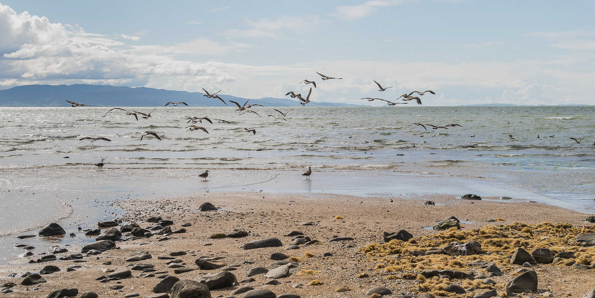 Birds at Firth of Thames, New Zealand @Krzysztof Golik