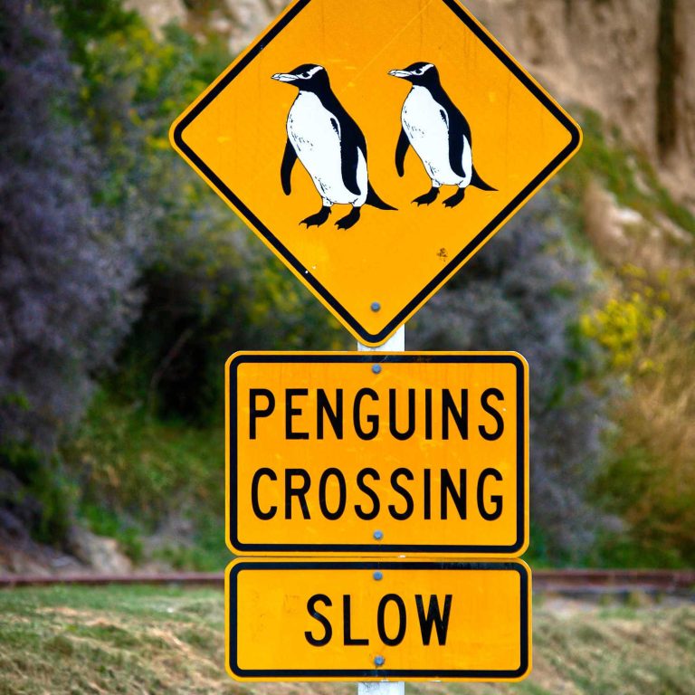 Yellow roadsigns warning for penguins crossing road, New Zealand